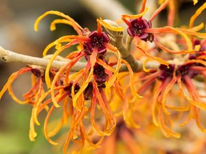 ساحرة هازل (witch hazel )